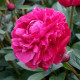 Купити Півонія Red Sarah Bernhardt в Києві