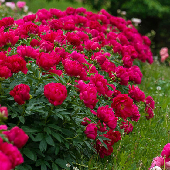 Купити Півонія Red Sarah Bernhardt в Києві
