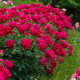 Купити Півонія Red Sarah Bernhardt в Києві
