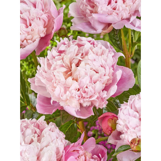 Купити Півонія Shirley Temple в Києві