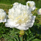 Купить Пион White Charm в Киеве
