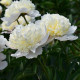 Купить Пион White Charm в Киеве