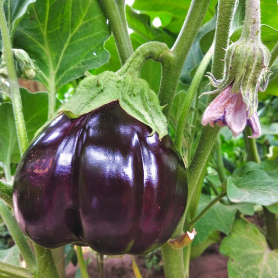 Купити Насіння Баклажан Імперіал 30 шт СМ в Києві