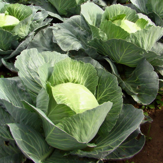 Купити Насіння Капуста Центнер Ельзасу 150 шт СМ в Києві