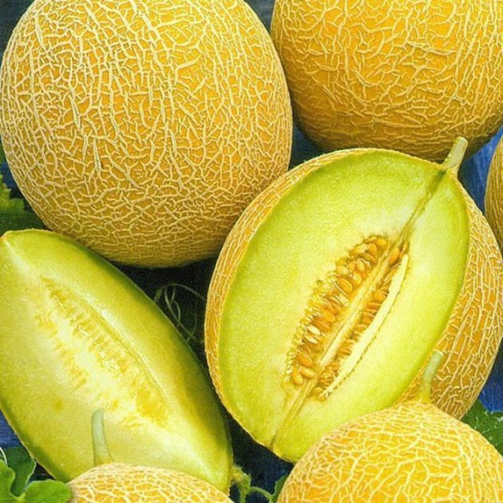 Купити Насіння Диня Медова Казка 1Г в Києві