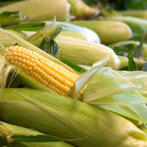 Купити Насіння Кукурудза Бондюель Супер Світ 10 г в Києві