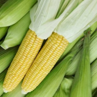 Насіння Кукурудза Брусниця 20Г
