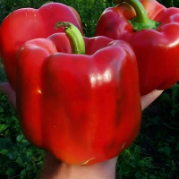 Семена Перца Красного Гиганта 15 Шт. (От Коллекционера)