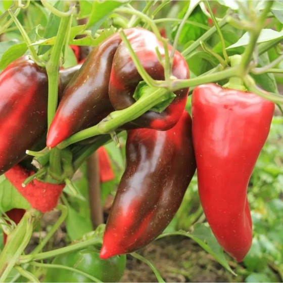 Купити Насіння Перець Маринкин Язичок 15 Н (Від Колекціонера) в Києві
