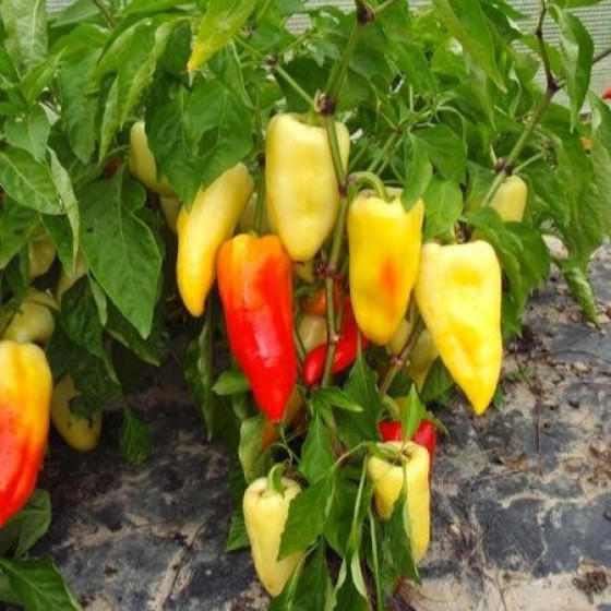Купити Насіння Перець Ніжний Ференц 30 Шт. в Києві