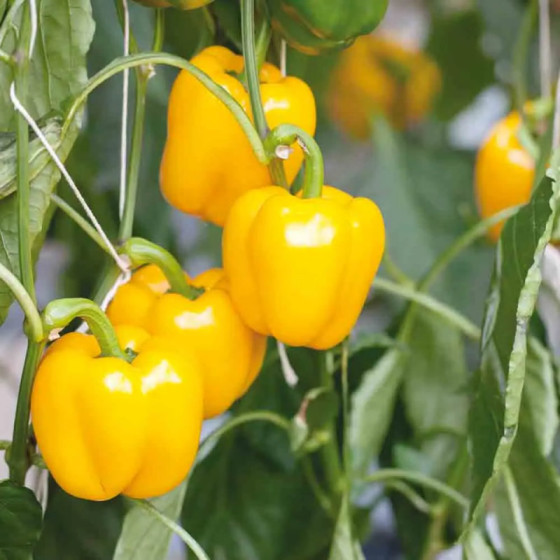 Купити Насіння Перець Жовтий Кунео 30 шт СМ в Києві