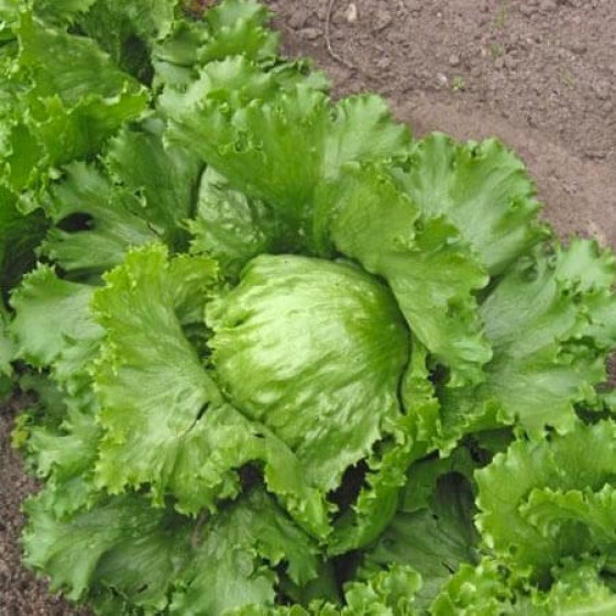 Купити Насіння Салат Королева Льоду в Києві