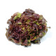 Купити Насіння Салат Оскард в Києві