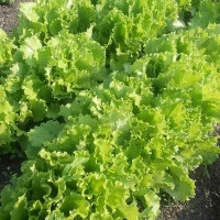 Насіння Салат Одеський Кучерявець 2 Г
