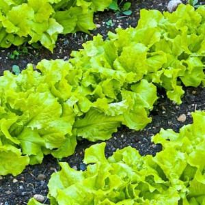 Насіння Салат Одеський Кучерявець 10 Г