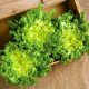 Купити Насіння Салат Цикорій Радиччіо Та Ендівій Суміш 700 Шт в Києві