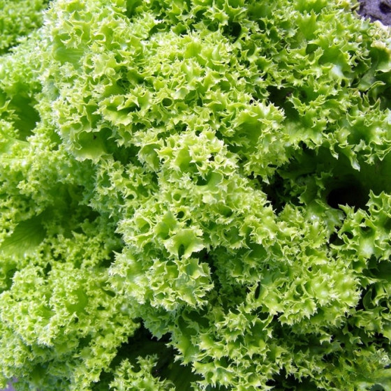 Купити Насіння Салат Золота Куля в Києві