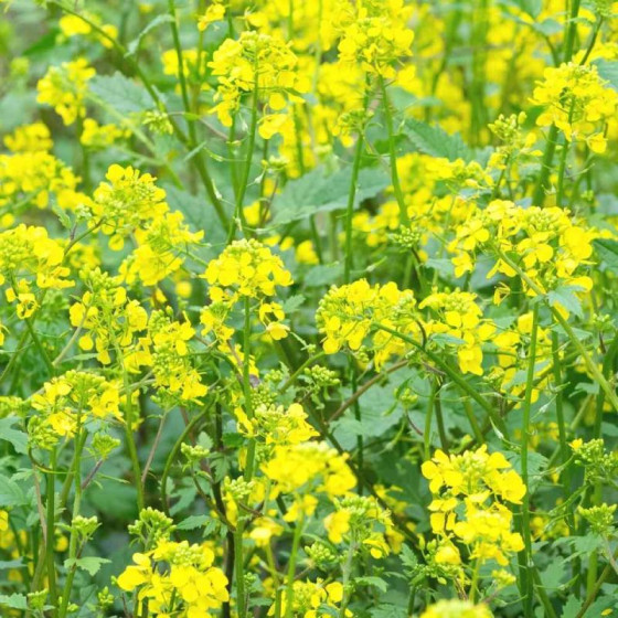 Купити Насіння Гірчиця жовта 300 г ТМ Урожай в Києві