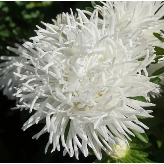 Купити Насіння Квіти Айстра Крален Бірма (0,25 Г) в Києві