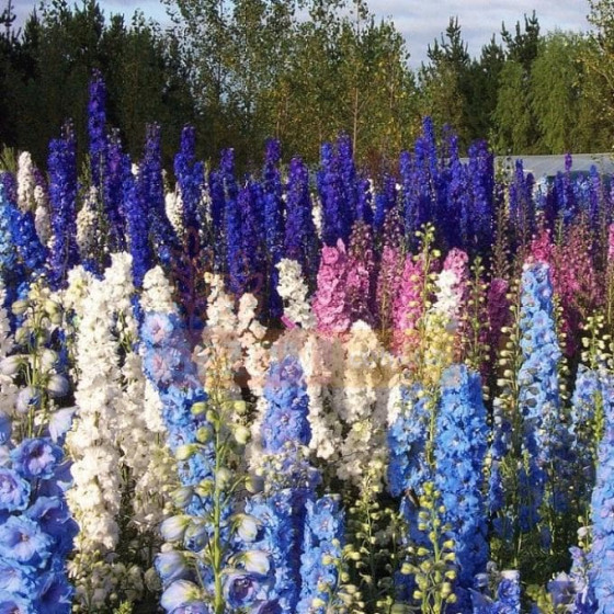 Купити Насіння Квіти Дельфіній Низький (Суміш) (0,2Г) в Києві