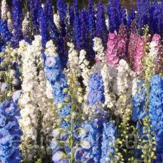 Купити Насіння Квіти Дельфіній Високорослий Суміш (0,2 Г) в Києві