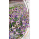 Купить Семена Цветы Матиола Двурога (1Г) в Киеве