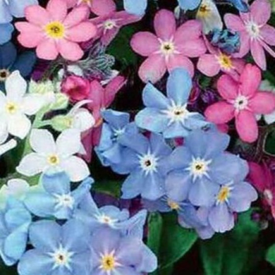 Купити Насіння Квіти Незабудка Альпійська Суміш (0,1 Г) в Києві