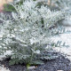 Купити Насіння Цинерарія Морська 0,1 г Насіння України в Києві
