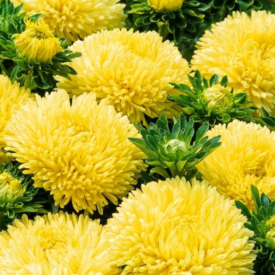 Купити Насіння Квіти Айстра Художня Злата 0,25г в Києві