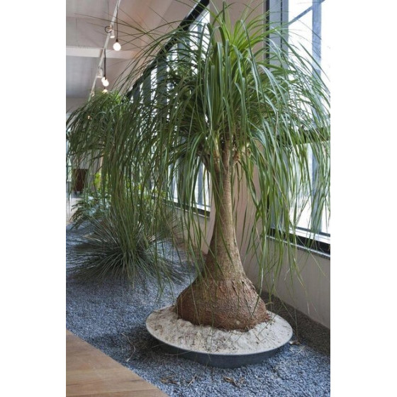Купить Семена Цветы Нолина "Бутылочное Дерево" (4Шт.) в Киеве