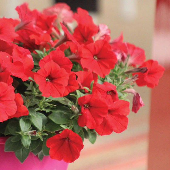 Купити Насіння Квіти Петунія Ампельна Лавина червона F1 10шт в Києві
