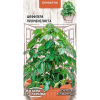 Насіння Квіти Шеффлера Променелиста 4шт