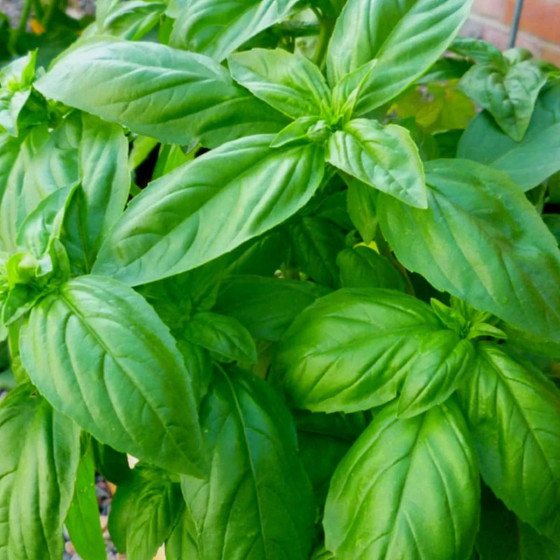 Купити Насіння Базилік Зелений 1 Г в Києві
