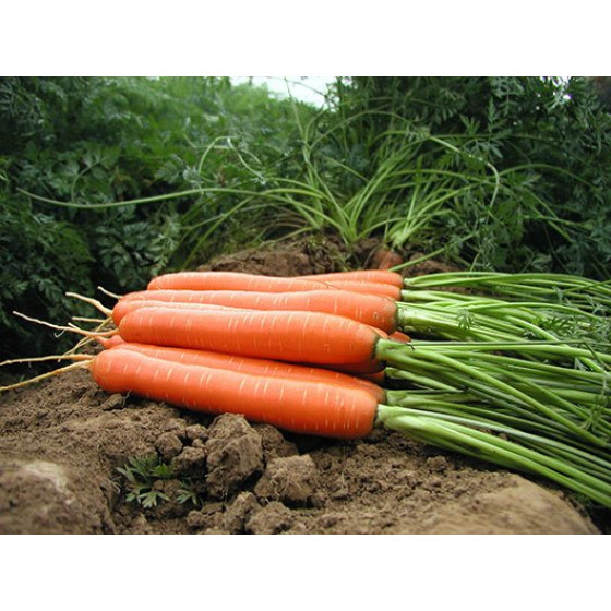 Купити Насіння Морква Сластьона (10Г) в Києві