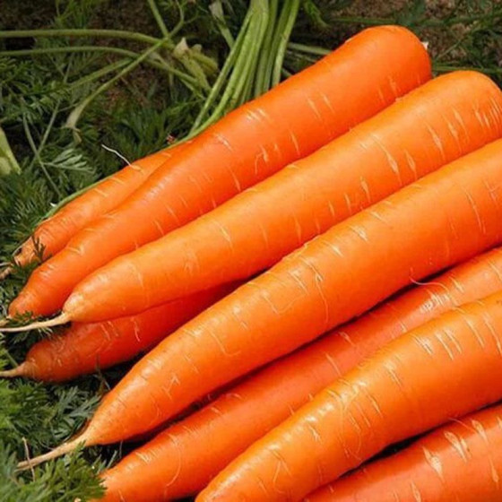 Купити Насіння Морква Мускат 10 Г. в Києві