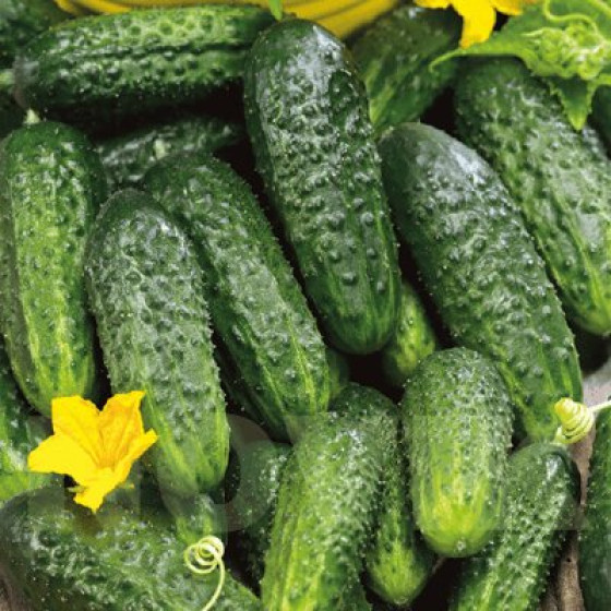Купити Насіння Огірок Паризький Корнішон 1 Г в Києві