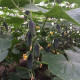 Купить Семена Огурец Лютояр F1, Зип-Пакет в Киеве