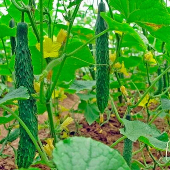 Купити Насіння Огірок Китайський Гуанчжоу Жаростійкий 20 Шт. в Києві
