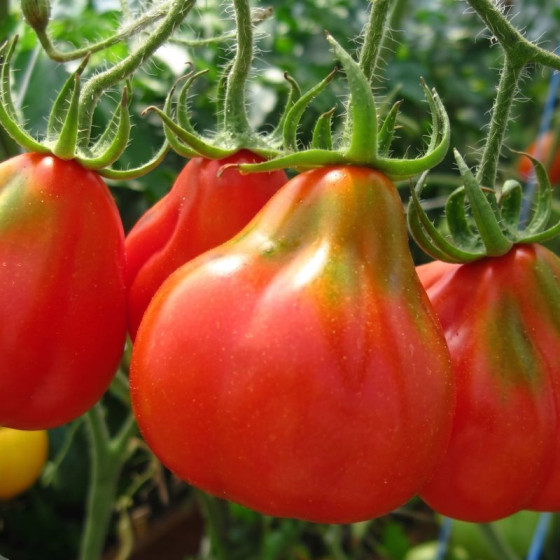 Купити Насіння Томат Трюфель червоний в Києві