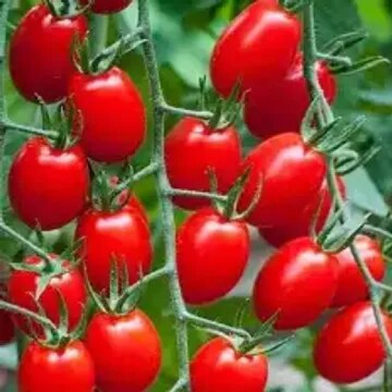 Купити Насіння Томат Кнопка 15 Нас.(Від Колекціонера) в Києві