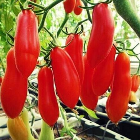 Купити Насіння Томат Банан Червоний 25 Шт. в Києві