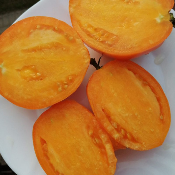 Купити Насіння Томат Золотий Кенігсберг 25 шт в Києві