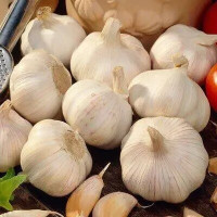 Часник Посадковий Озимий Мессідром 1 Кг