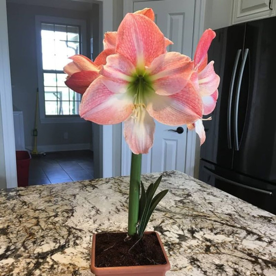 Купити Гіпеаструм (амариліс) Apple Blossom в Києві