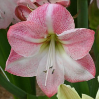 Гіпеаструм (амариліс) Blossom Grandise