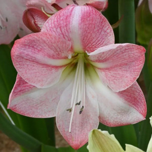 Гіпеаструм (амариліс) Blossom Grandise