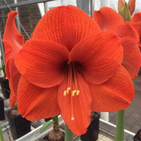 Гіпеаструм (амариліс) Orange Souvereign