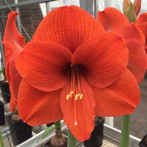 Гіпеаструм (амариліс) Orange Souvereign