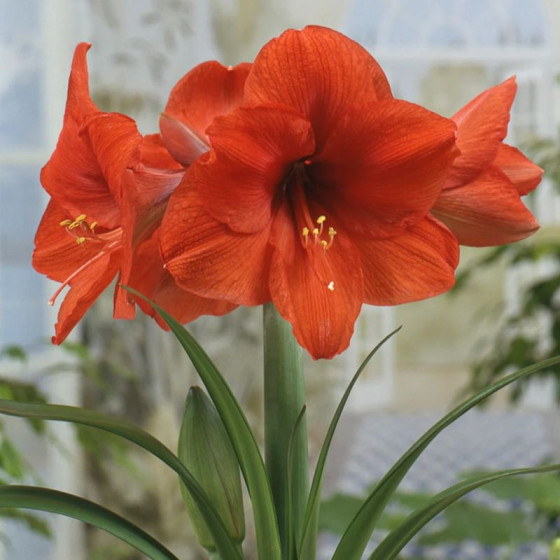 Купити Гіпеаструм (амариліс) Orange Souvereign в Києві