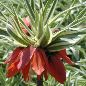 Фритилария Argenteovariegata
